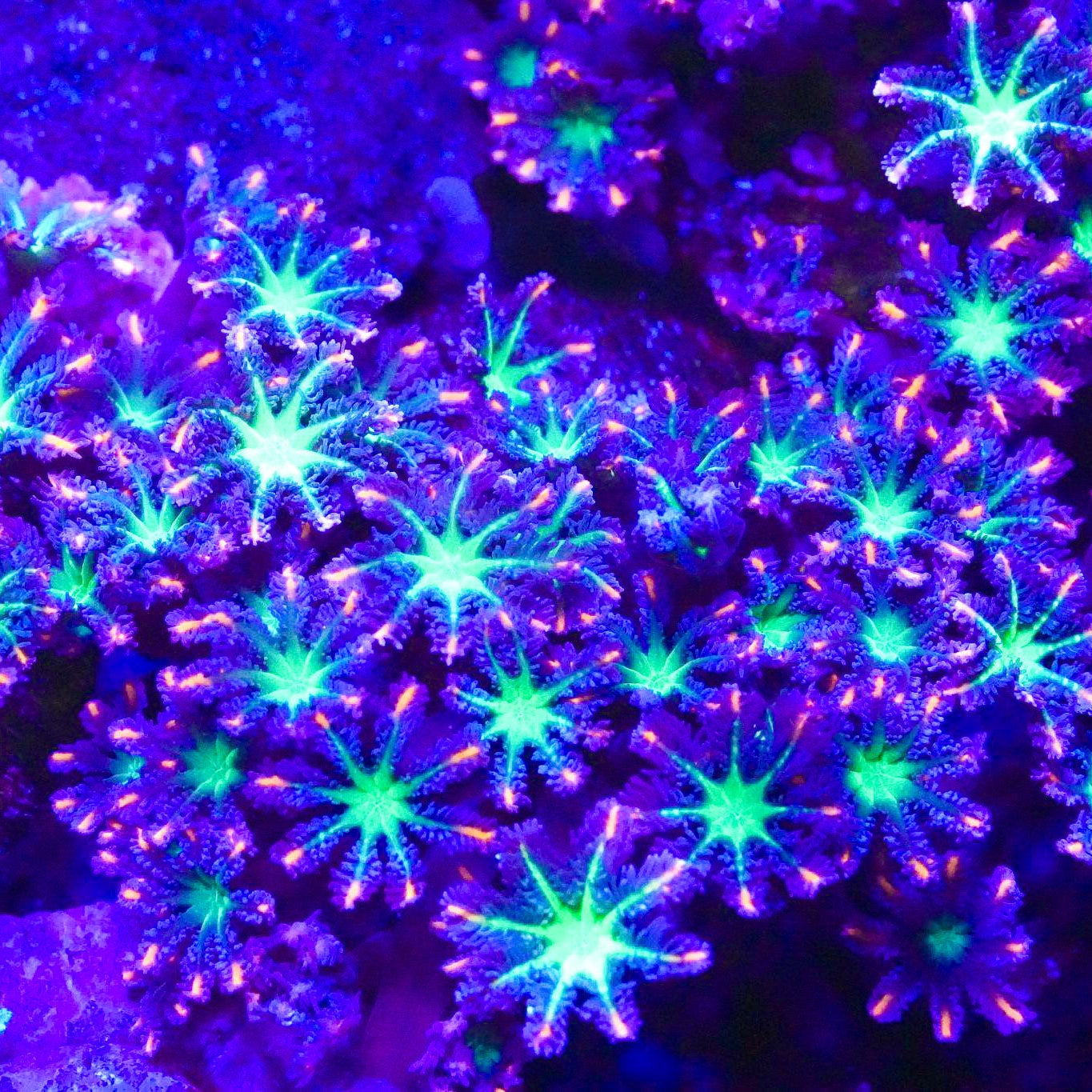 Firework Clove Polyp