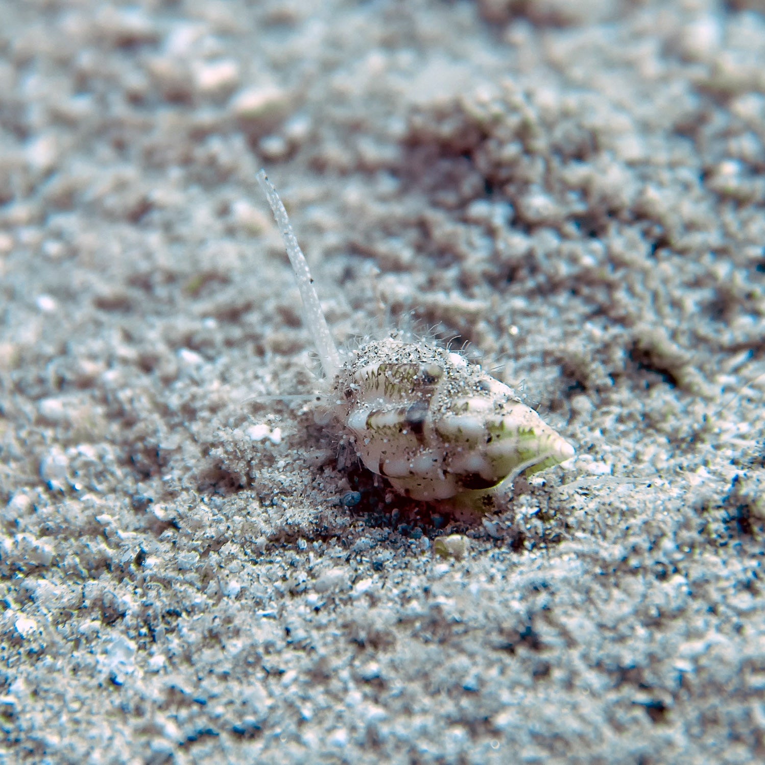 Small fish camouflaged in sandy substrate