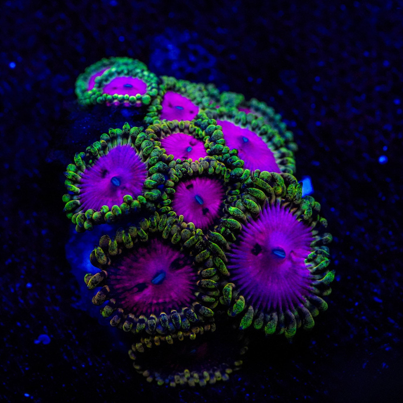 Close-up of a colorful coral fragment under UV light on a dark background