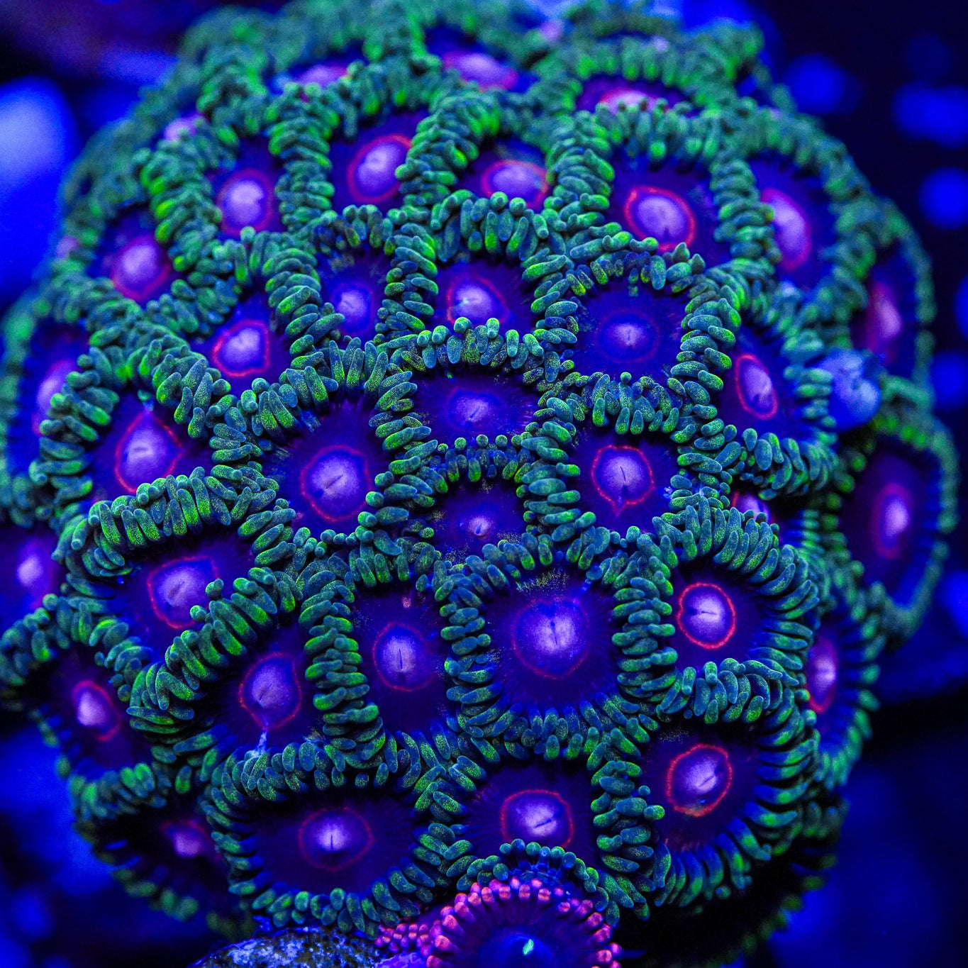 Close-up of a vibrant green and purple coral with a detailed pattern.