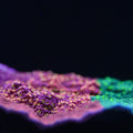 Starburst Grafted Montipora