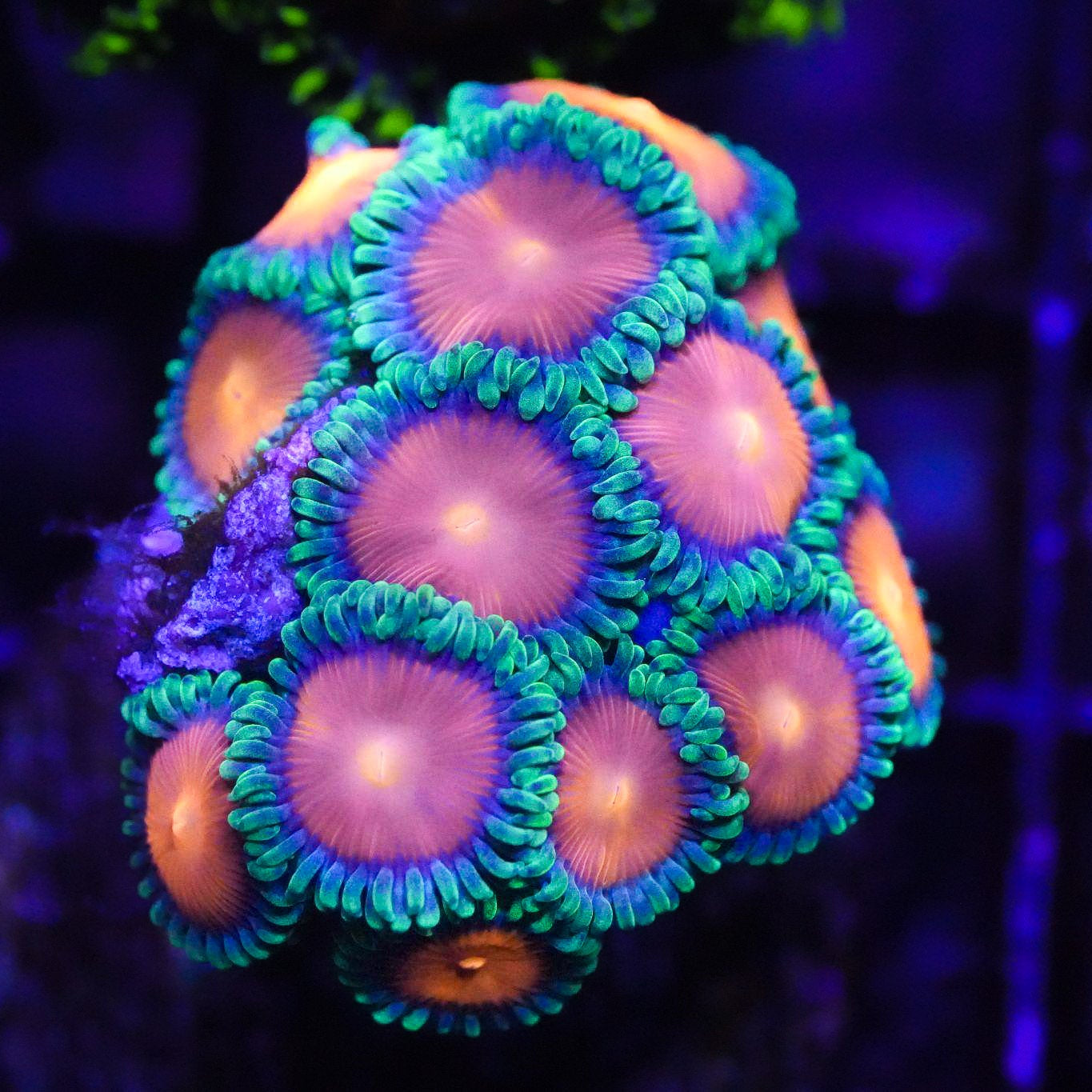 Corals – Fantastic Reef