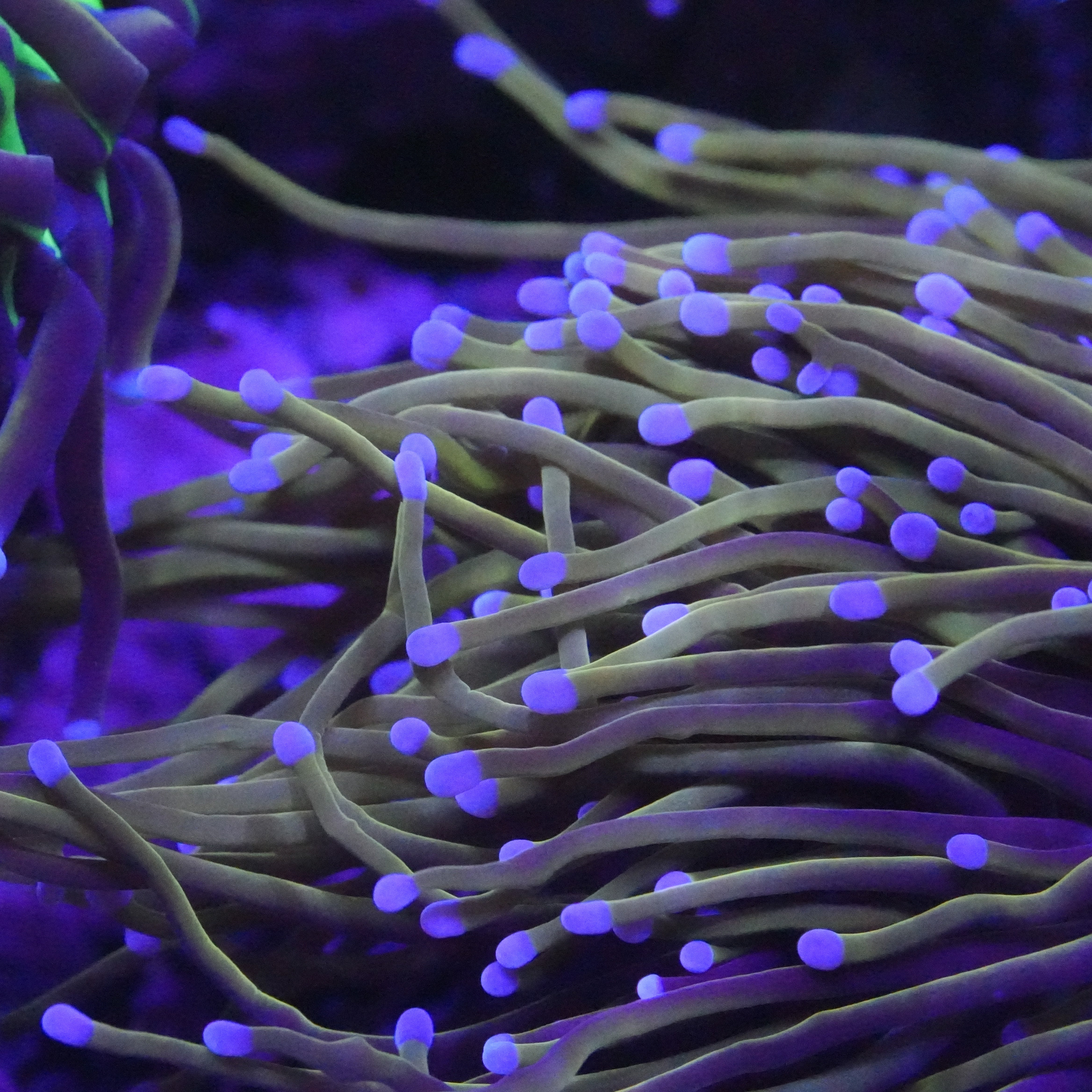 Corals – Fantastic Reef