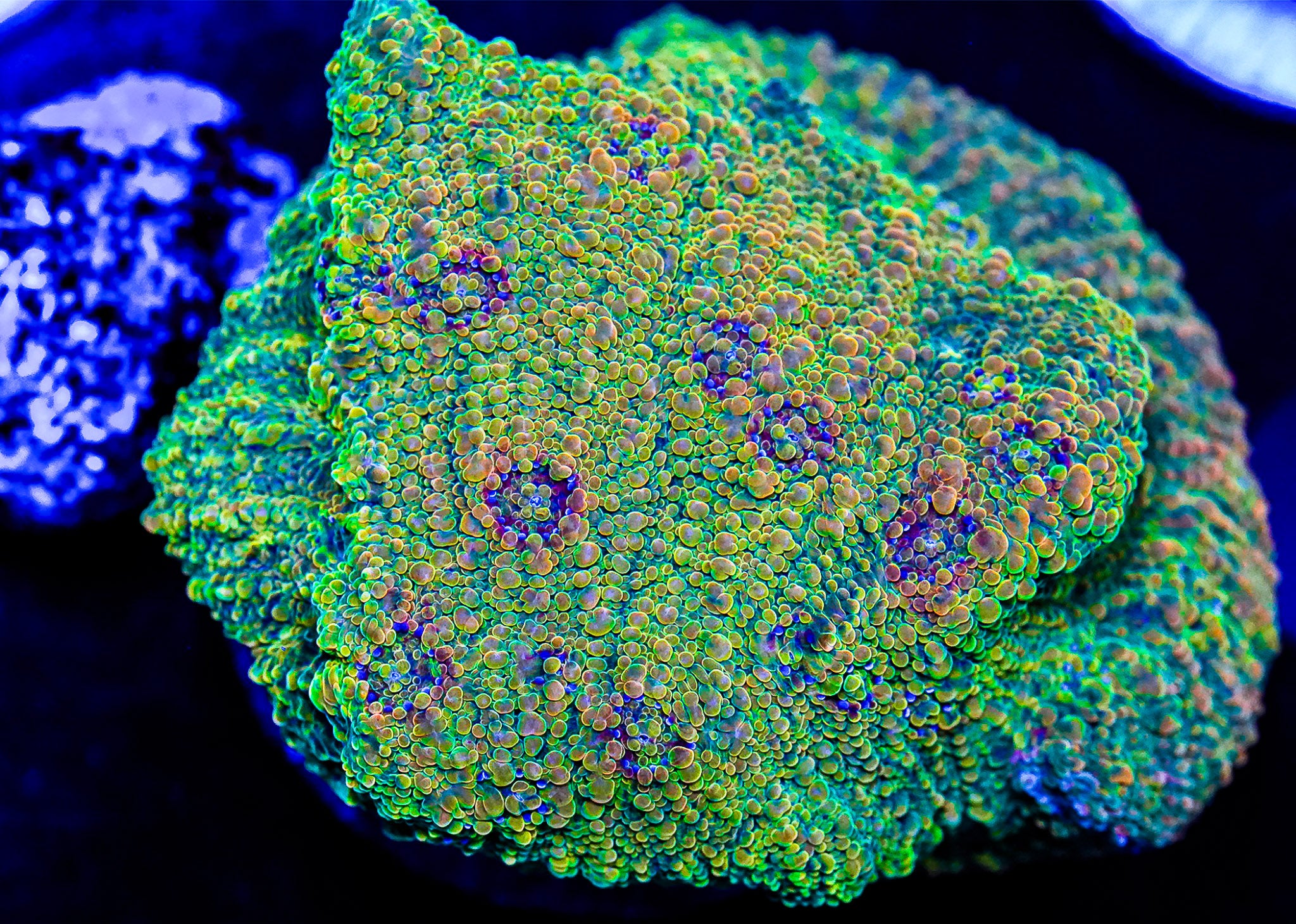 Close-up of a colorful coral with vibrant green and blue hues.